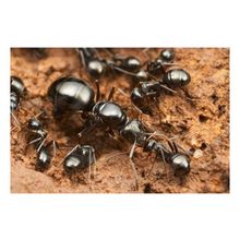 Уничтожение  муравьев  в Самаре. Борьба с муравьями. Выведение муравьев. Избавиться от муравьев