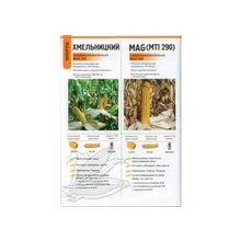  семена кукурузы различных  сортов и гибридов от молдавского производтеля
