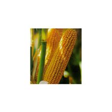 Семена кукурузы РОСС199МВ